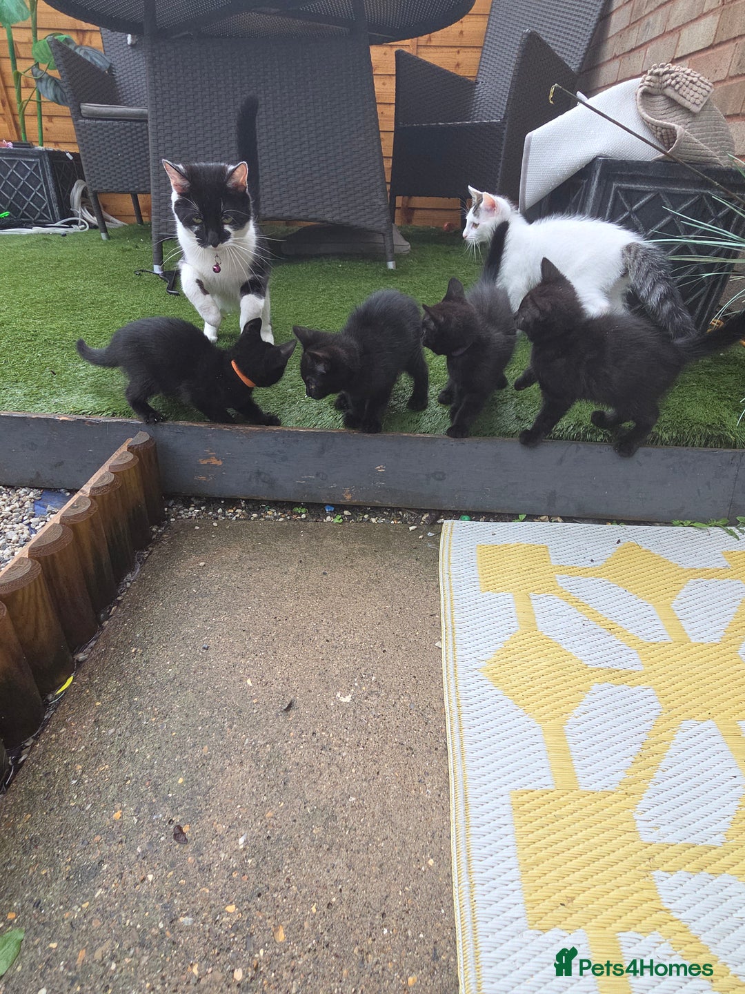 Mixed Breed cats for sale: 6 beautiful kittens for sale - Image 3