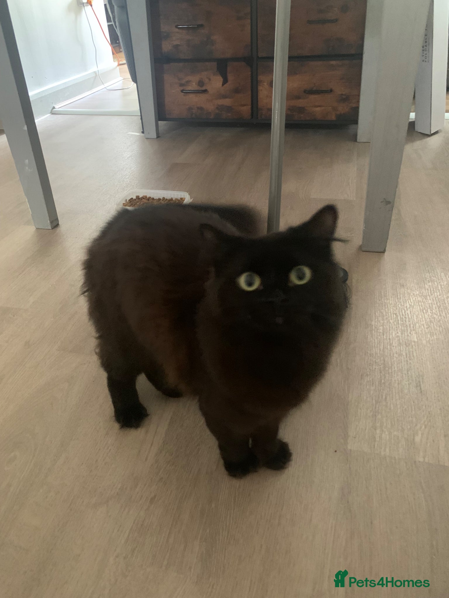 British Longhair cats Cat for sale, and needs a home 🩷 - Advert 1