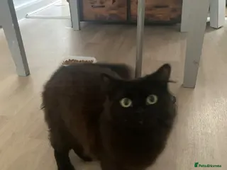 British Longhair cats Cat for sale, and needs a home 🩷 - Advert 1