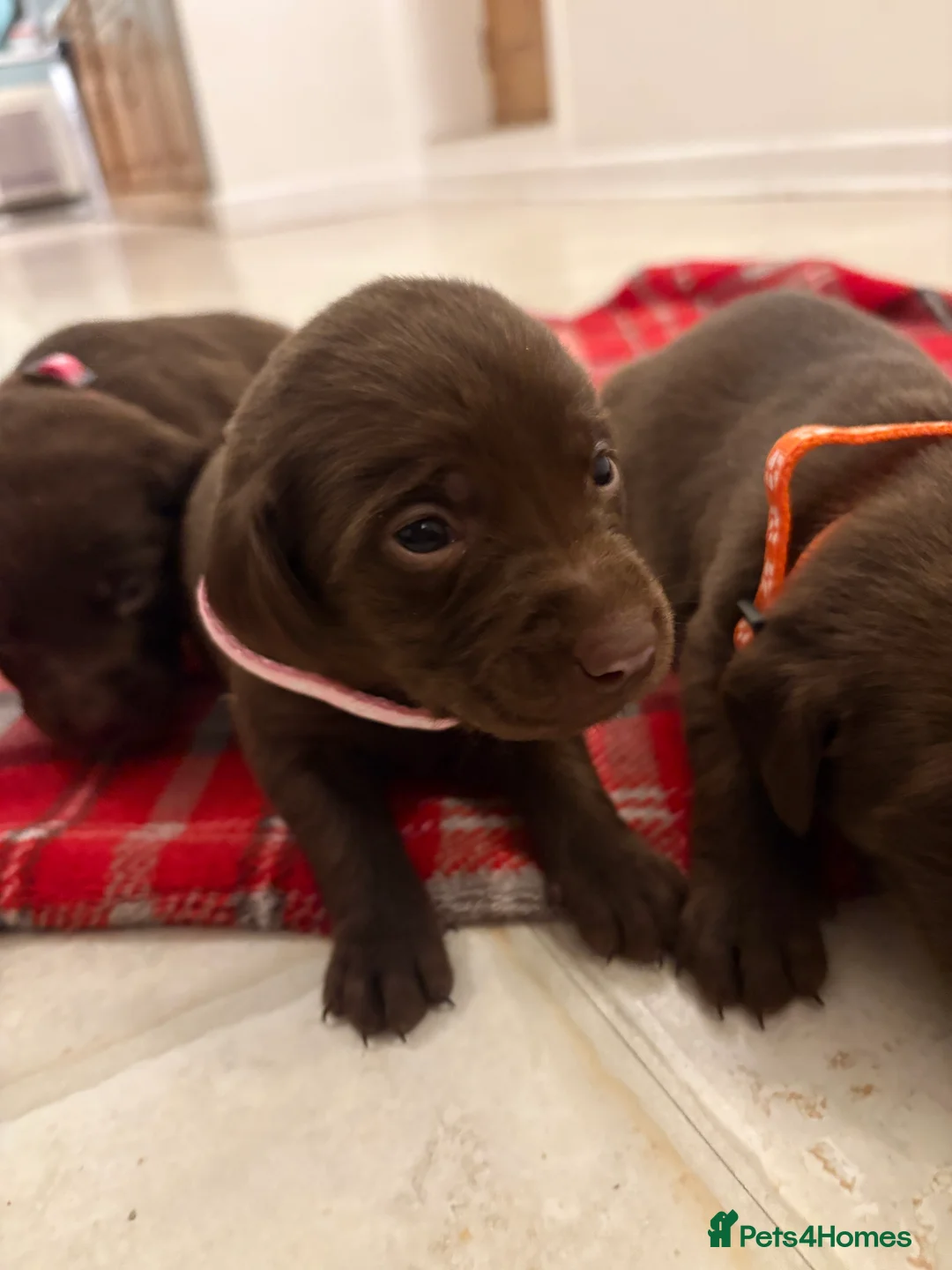 Labrador Retriever dogs for sale: ⭐️Gorgeous Kc Chocolate Labrador Puppies⭐️ - Advert 13