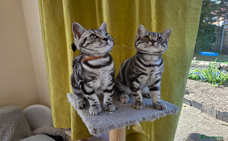 British Shorthair cats in Rochester - Advert 3
