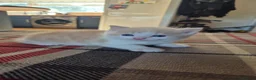 Mixed Breed cats for sale: Mixed breed kittens for sale in Chippenham - Advert 7