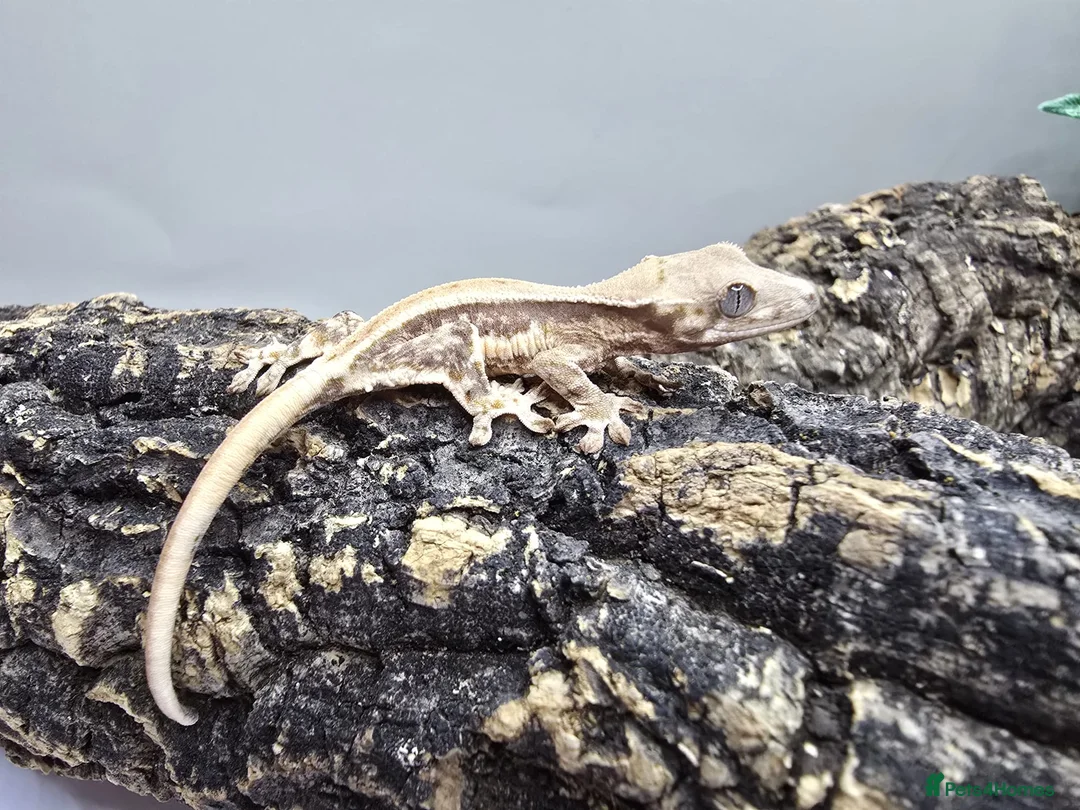 Gecko reptiles for sale: Leachianus Geckos Adults & Babies last few  - Advert 7
