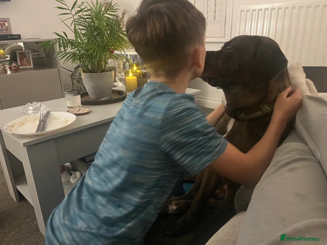 Mixed Breed dogs for sale: Cane Corso Merle male  - Advert 5