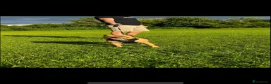 Staffordshire Bull Terrier 1