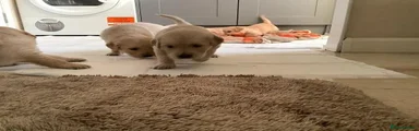 Golden Retriever 2