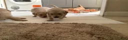 Golden Retriever dogs for sale:  Golden Retriever Puppies  in Leeds - Advert 3