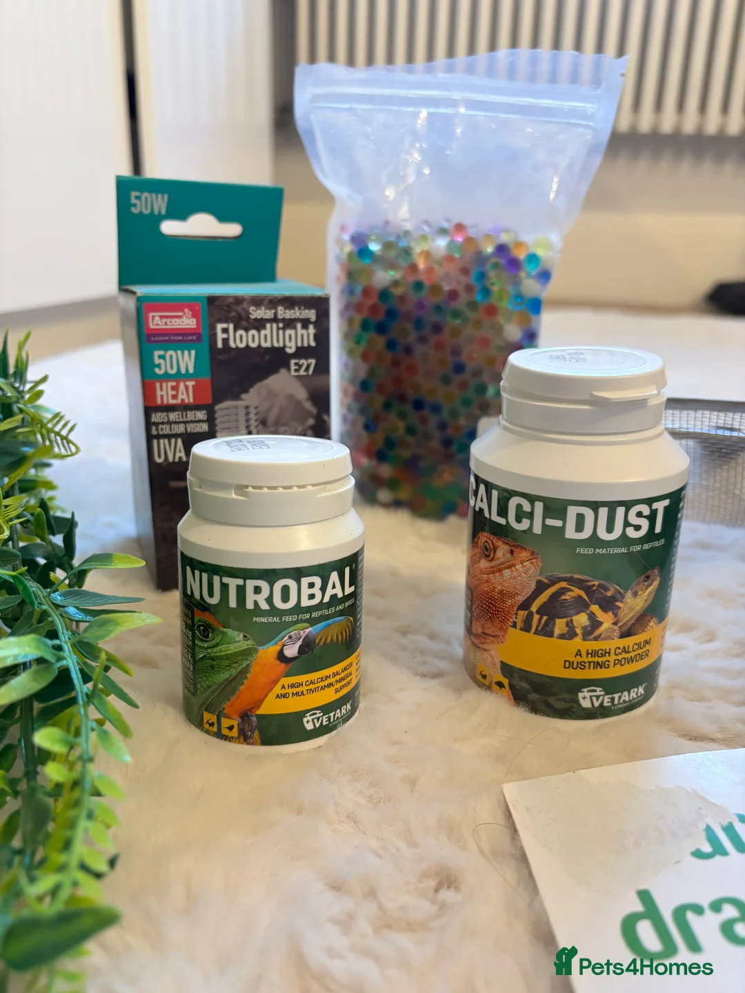 Bearded Dragon reptiles for sale: Bearded Dragon  - Advert 8