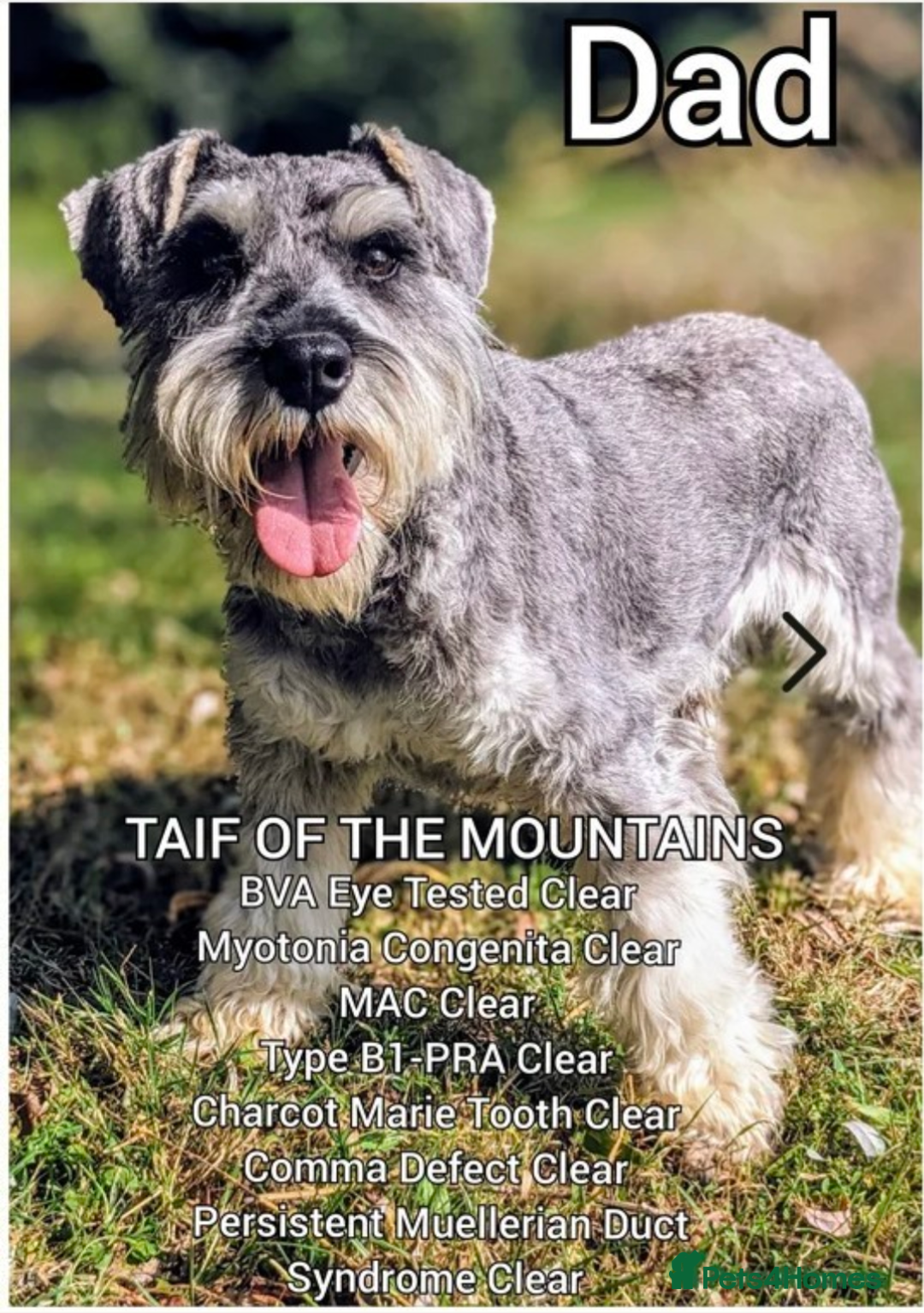 Miniature Schnauzer dogs for sale: Fully Health Tested Clear Miniature Schnauzer Boy - Advert 9