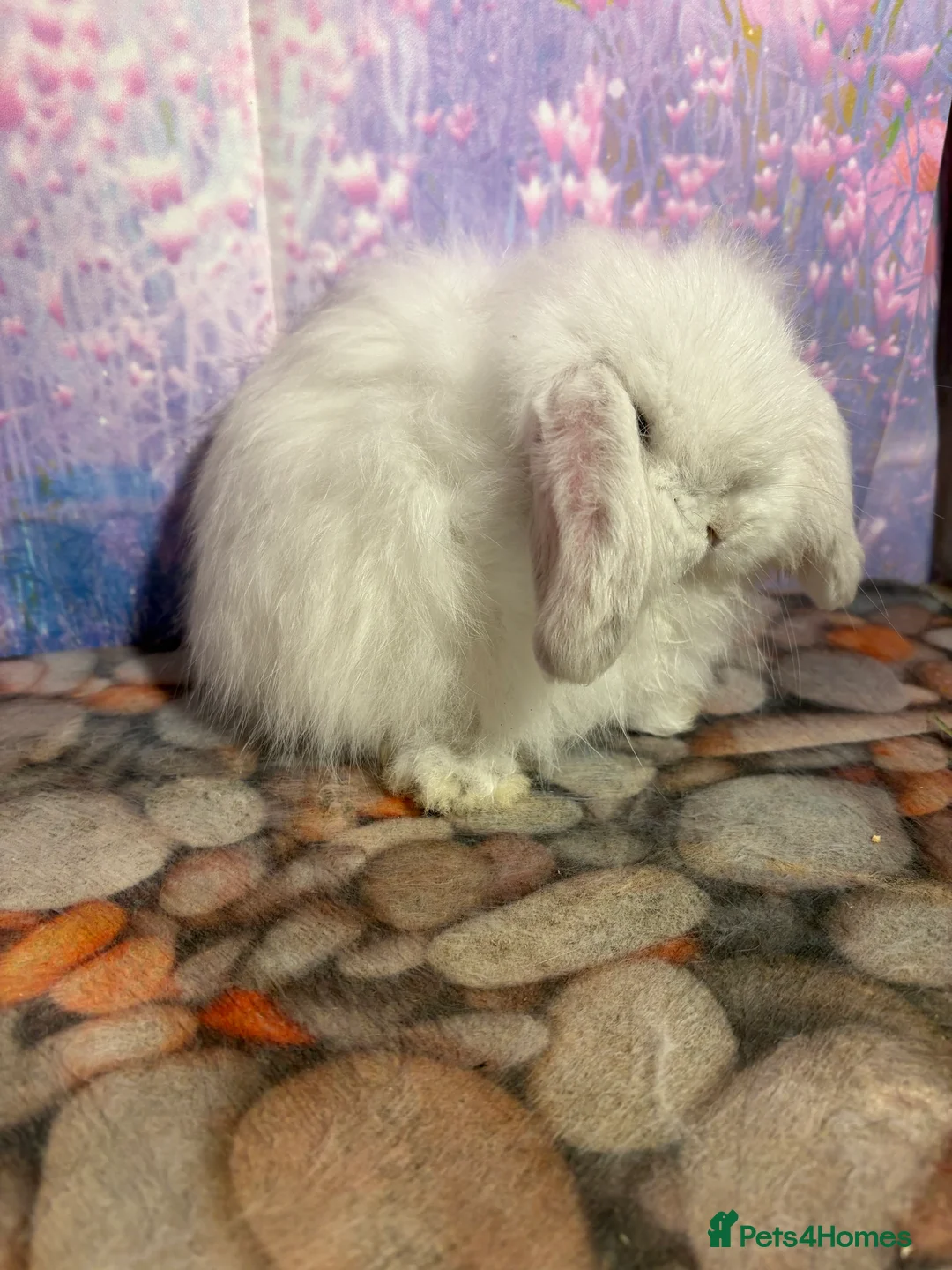 Mini Lop rabbits for sale: Mini lops vaccinated ready to leave - Advert 10