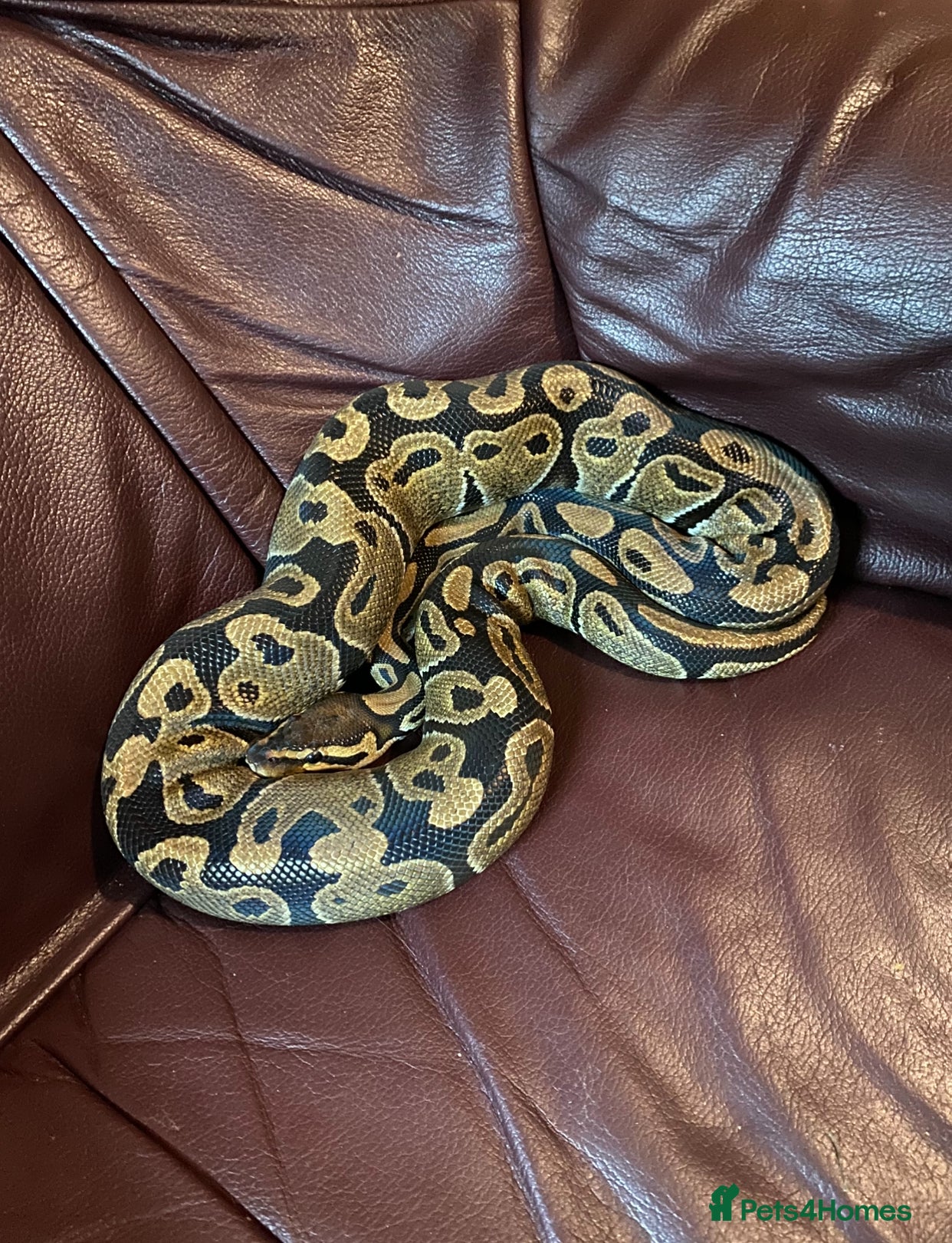 Python Snake reptiles Royal / Ball Python - Advert 1