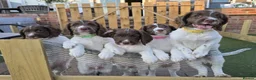English Springer Spaniel dogs for sale: 1 BOY LEFT READY NOW - KC Springer Spaniel Pups - Advert 4