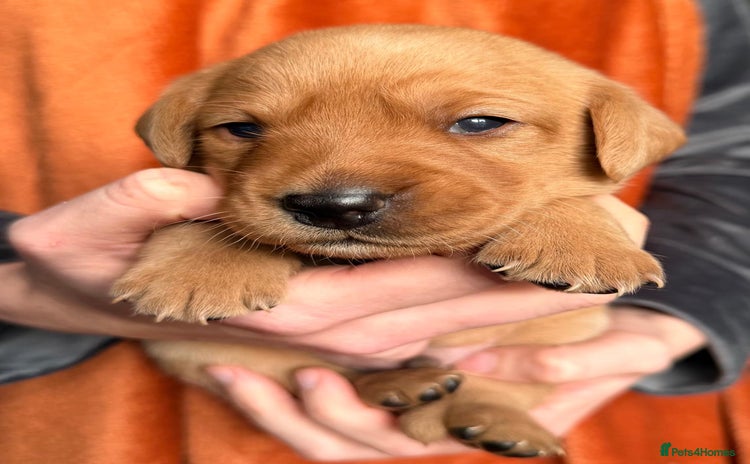 Labrador Retriever dogs - Advert 6