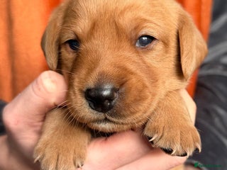 Labrador Retriever dogs - Advert 31