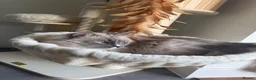 Ragdoll cats for sale: Ragdoll/ Siamese Mix Boy Looking for a New Home - Advert 2