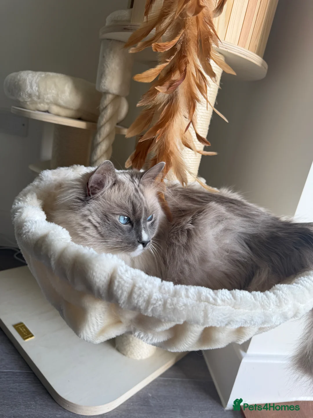 Ragdoll cats for sale: Ragdoll/ Siamese Mix Boy Looking for a New Home - Advert 2