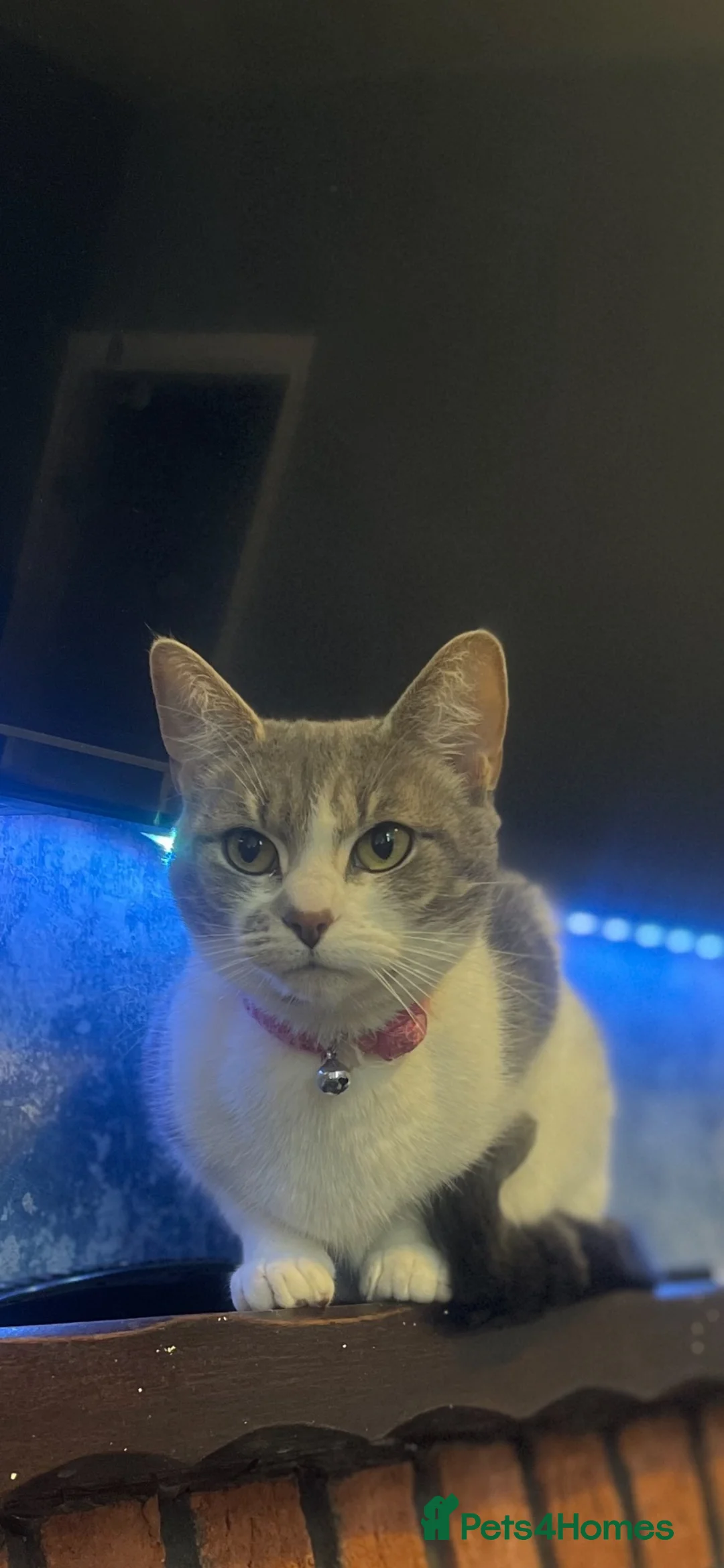 Mixed Breed cats for sale: female cat Luna aged 4  - Advert 2