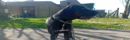 Mixed Breed dogs for sale: Cross breed American bulldog staff x trasylvizla - Advert 2