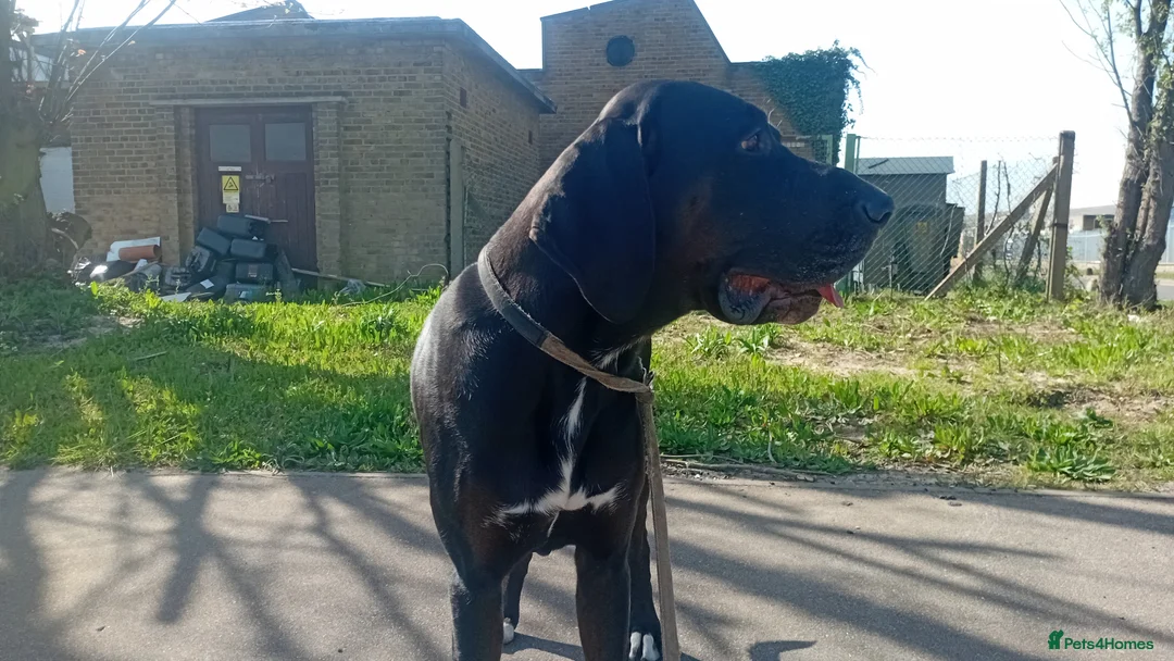 Mixed Breed dogs for sale: Cross breed American bulldog staff x trasylvizla - Advert 2