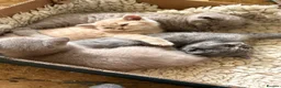British Shorthair cats for sale: British Shorthair kittens  - Advert 11