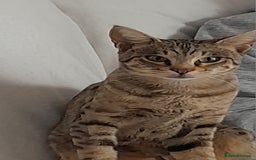 Savannah cats for sale: Beautiful F3 Pedigree Savannah Lady TICA Reg - Image 12