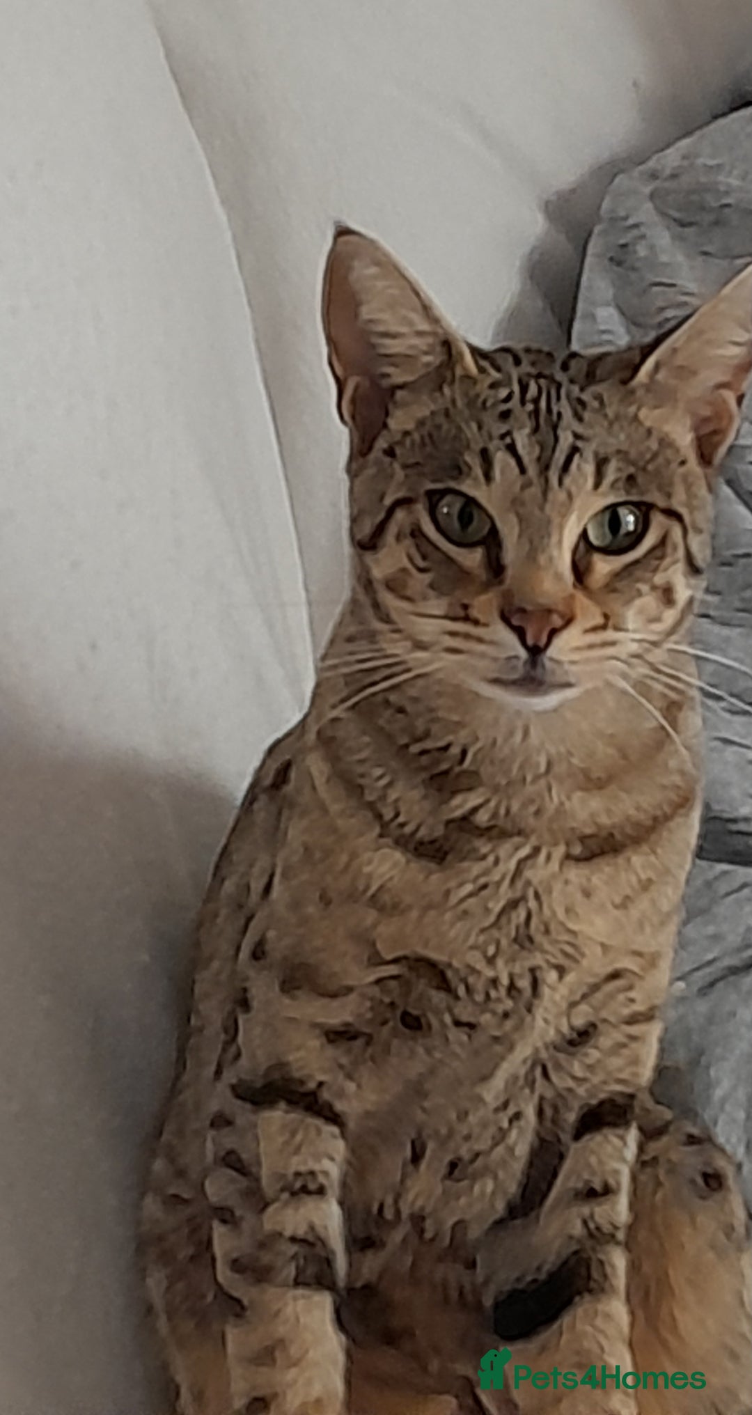 Savannah cats for sale: Beautiful F3 Pedigree Savannah Lady TICA Reg - Image 12