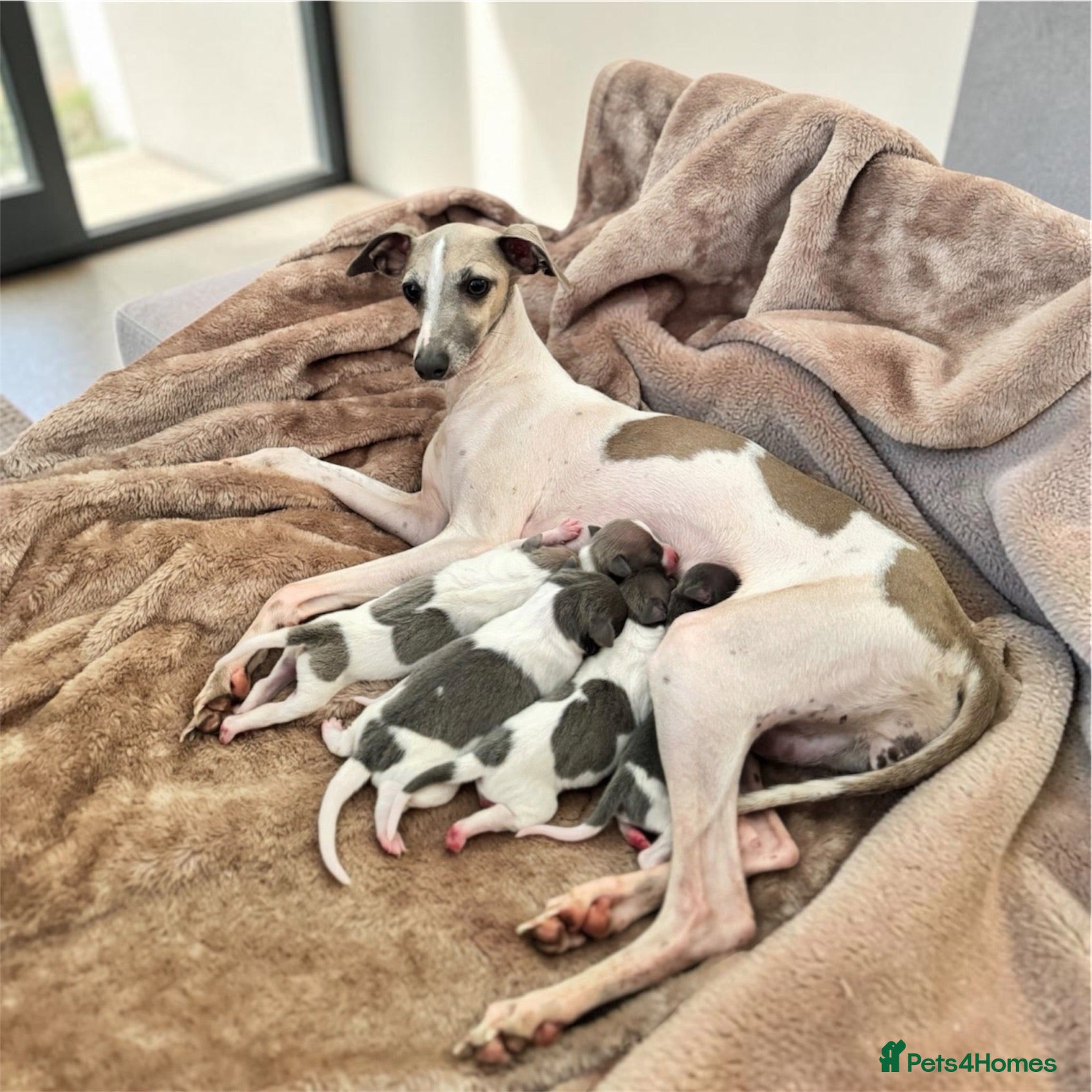 Italian Greyhound dogs 🤍Outstanding Italian Greyhound litter🤍 - Advert 2