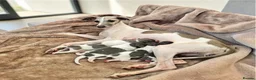 Italian Greyhound dogs for sale: 🤍Outstanding Italian Greyhound litter🤍 in Wetherby - Advert 4