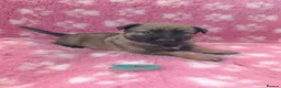 Mixed Breed dogs for sale: German Shepherd x Belgium Malinois Puppies  in Boston - Advert 16