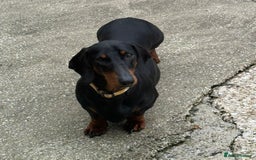 Dachshund dogs for sale: champion bred dachshunds  - Image 4
