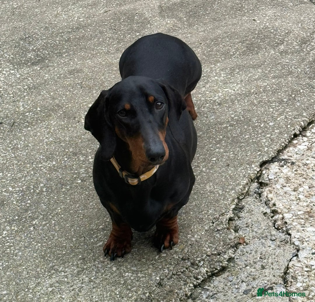 Dachshund dogs for sale: champion bred dachshunds  - Image 4