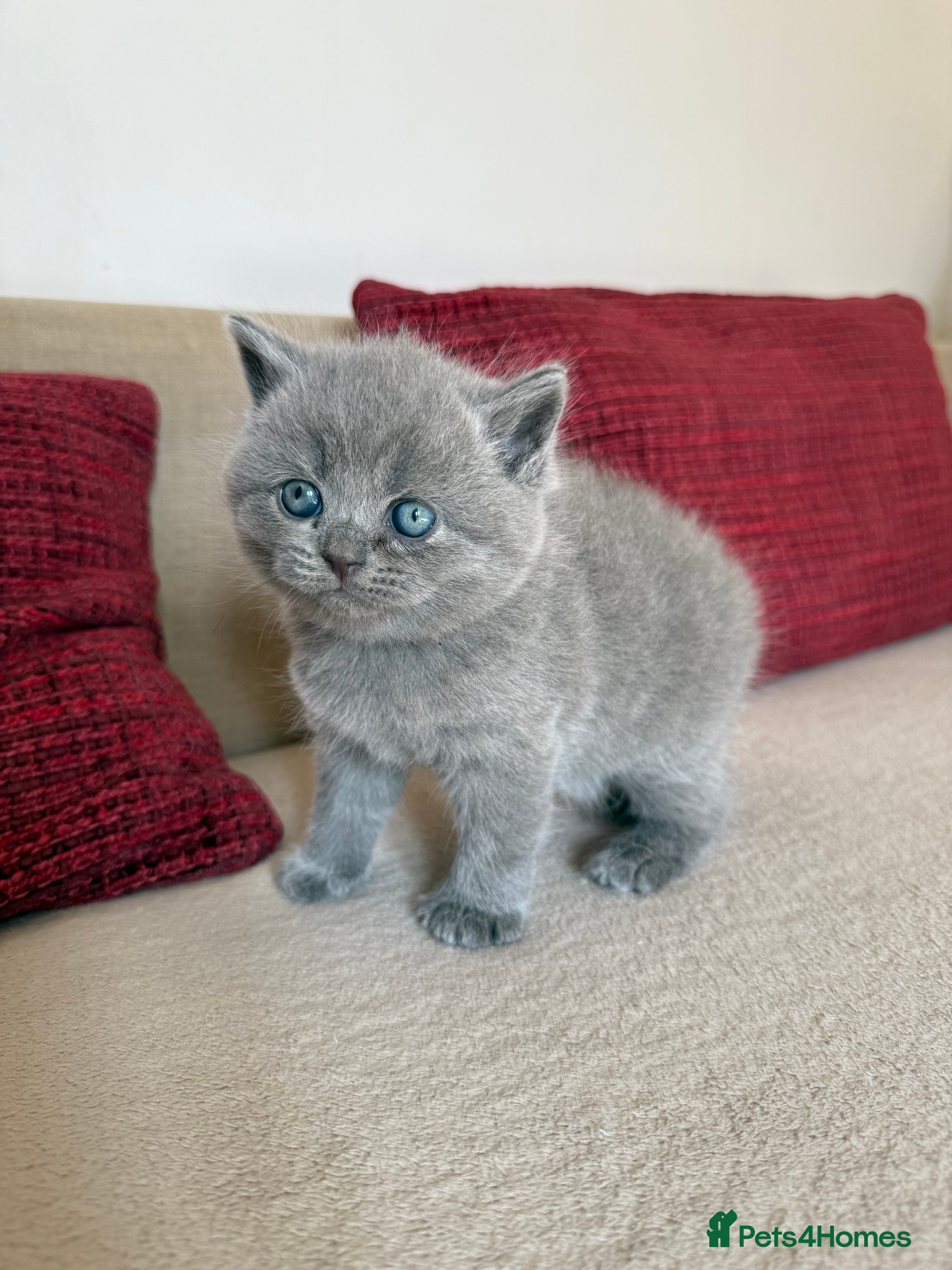 British Shorthair cats British Shorthair cat - Advert 6