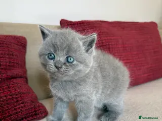 British Shorthair cats British Shorthair cat - Advert 6