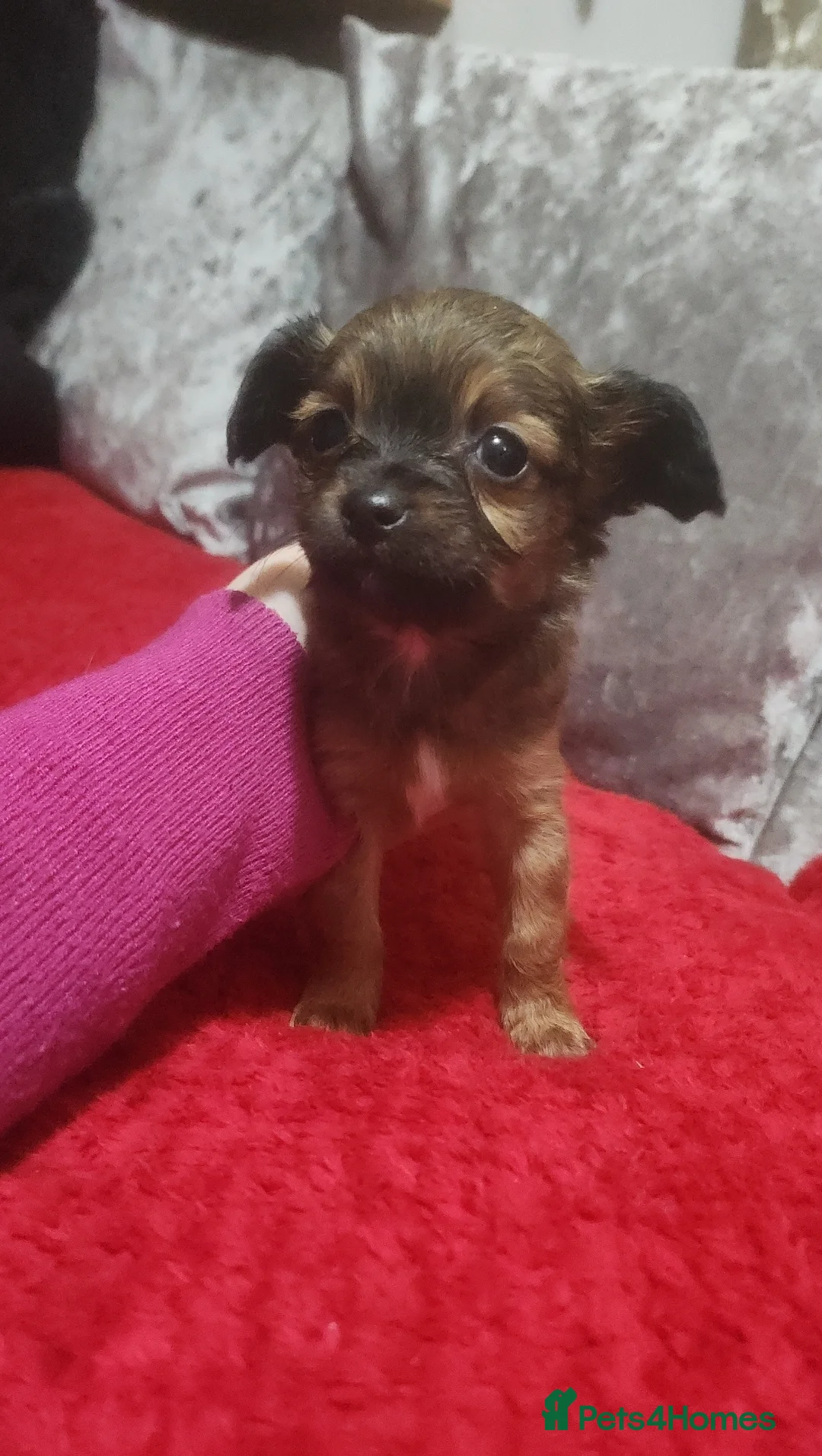 Mixed Breed dogs for sale: Looking for new laps  - Advert 2