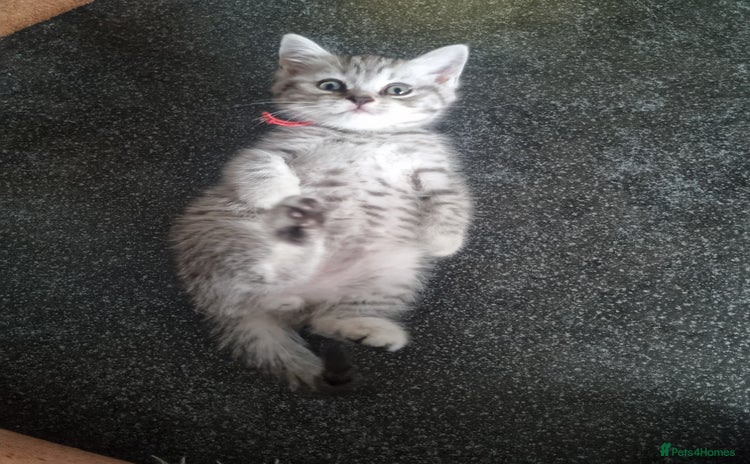 British Shorthair cats - Advert 6