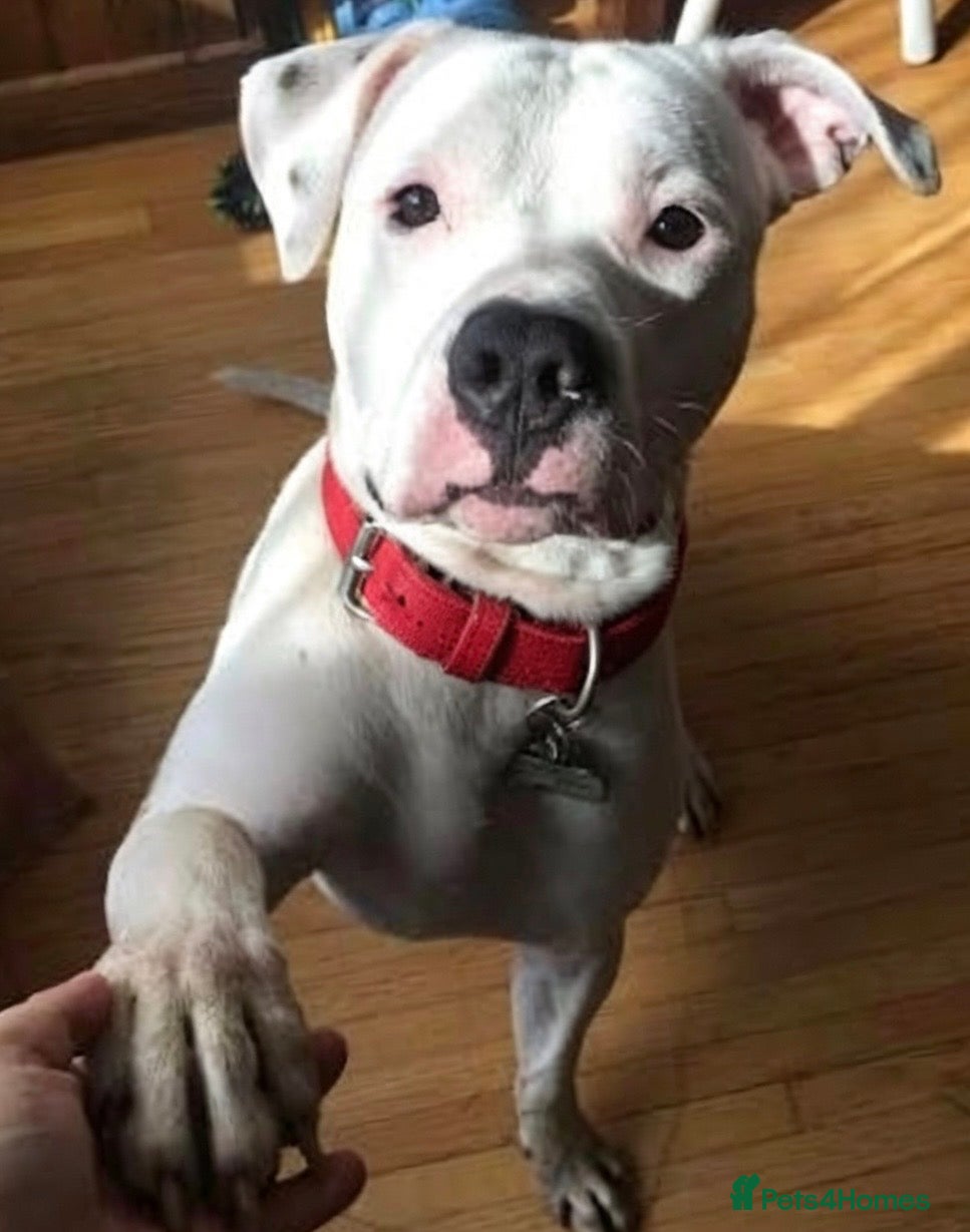 American Bulldog dogs American Bulldog female pup - Advert 7