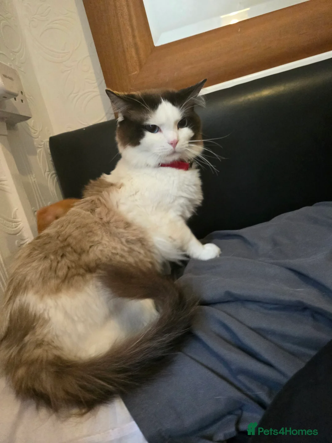 Ragdoll cats for stud: Stunning ragdoll Boy for Stud  - Advert 2