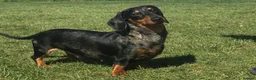 Miniature Dachshund dogs for sale: Beautiful Sausage Susters - Advert 2