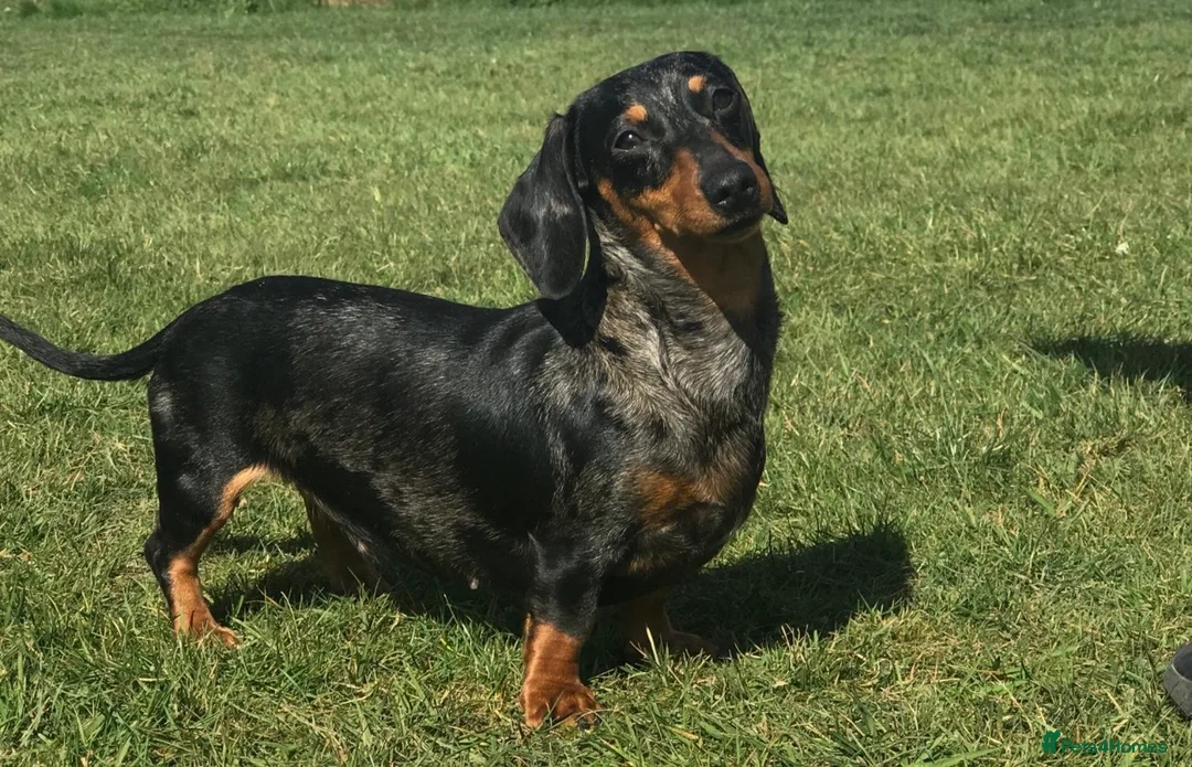 Miniature Dachshund dogs for sale: Beautiful Sausage Susters - Advert 2