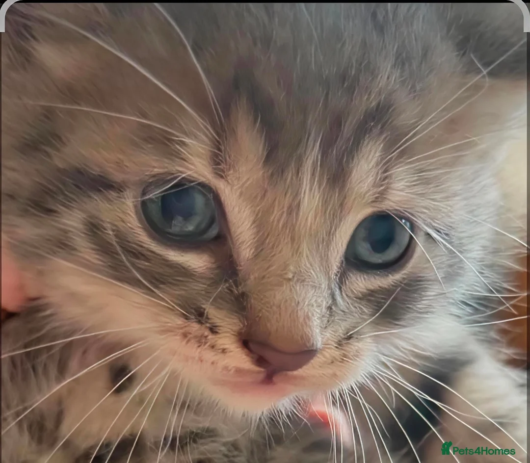 Mixed Breed cats for sale: Gorgeous Litter of 3 healthy vibrant kittens in Lancing - Advert 2