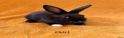 Mini Lop rabbits for sale: Stunning bunnies  - Advert 15