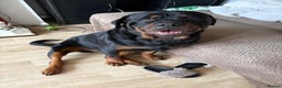 Rottweiler dogs for stud: Kc rottweiller for stud  in Sandy - Advert 3