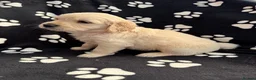 Golden Retriever dogs for sale: Kennel Club Health Tested Golden Retriever Puppies - Advert 21