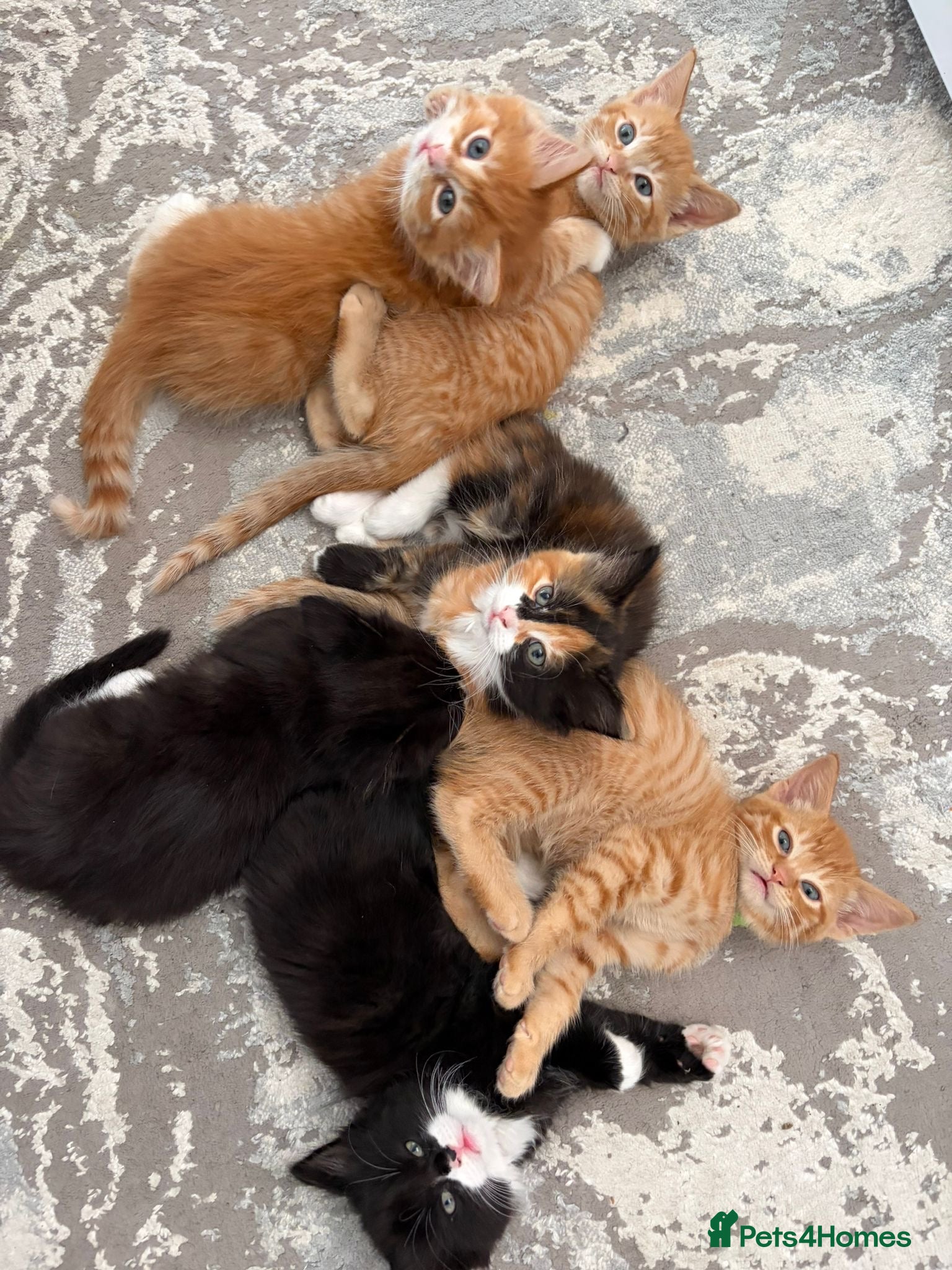 Mixed Breed cats 6 GORGEOUS HALF-RAGDOLL kittens ❤️ - Advert 5