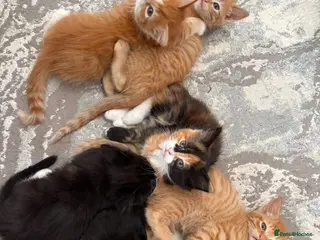 Mixed Breed cats 6 GORGEOUS HALF-RAGDOLL kittens ❤️ - Advert 5