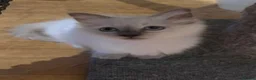 Ragdoll cats for sale: Fluffy female kitten - Advert 4