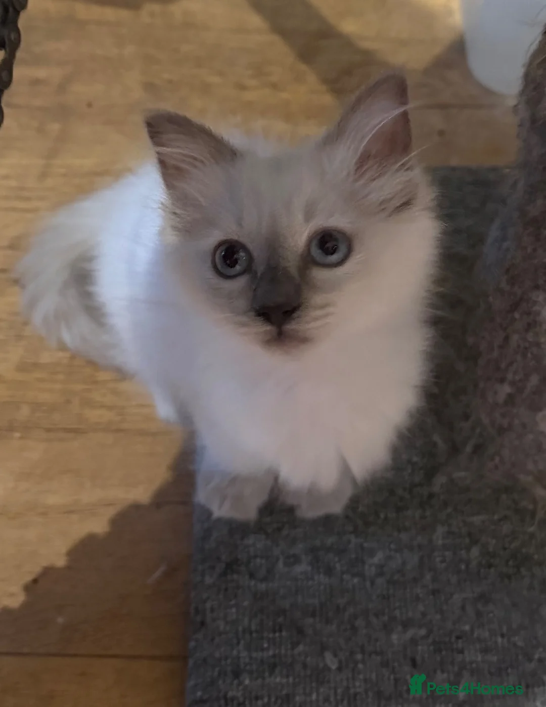 Ragdoll cats for sale: Fluffy female kitten - Advert 4