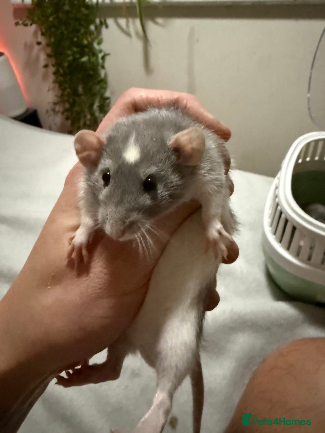 Rat rodents for sale: 4 male jumbo rats  - Advert 9