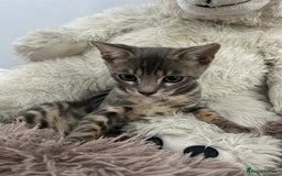 Bengal cats for sale: Striking Blue TICA Male Bengal Kittens 💙  - Image 7