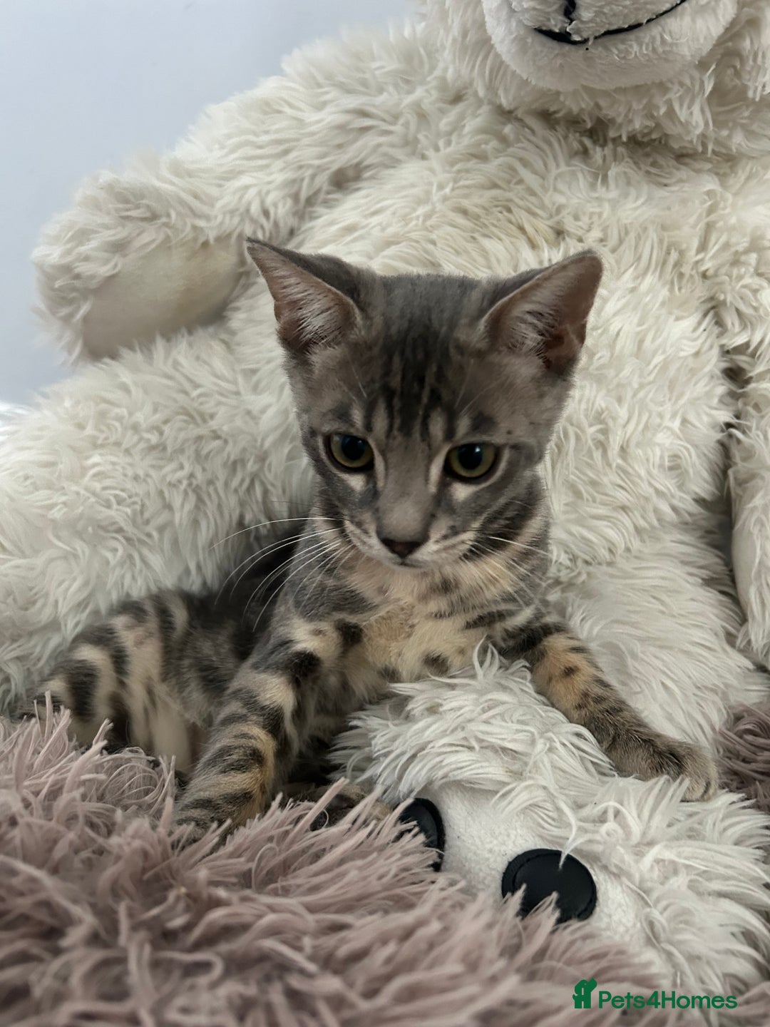 Bengal cats for sale: Striking Blue TICA Male Bengal Kittens 💙  - Image 7